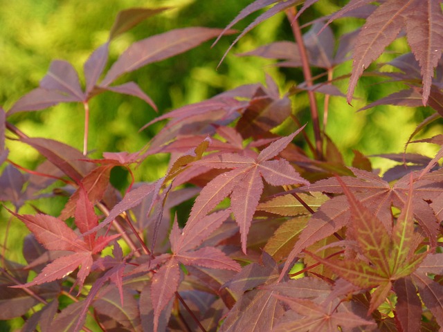 宏基 三阁 植物 - 上的免费照片