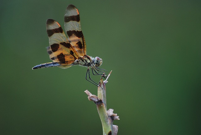 蜻蜓 昆虫 自然 - 上的免费照片