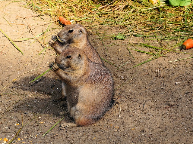 旱獭 地松鼠 真正地鼠 - 上的免费照片