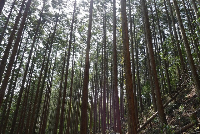 山 森林 细化 - 上的免费照片