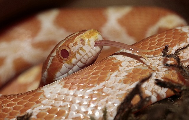 玉米蛇 Pantherophis Guttatus 蛇 线 - 上的免费照片