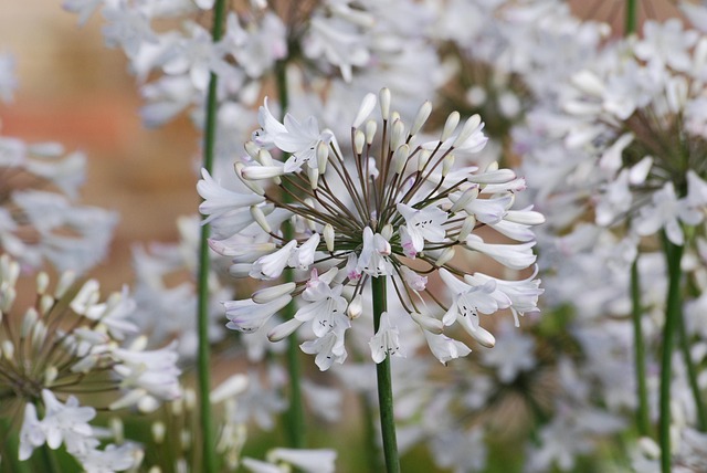 Agapanthus 花 盛开 - 上的免费照片