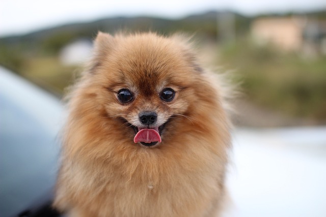 狗 小狗 博美犬 - 上的免费照片