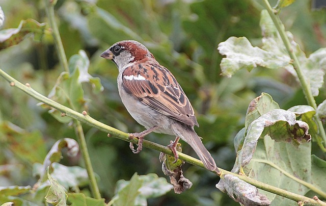 斯珀林 麻雀 Passeridae - 上的免费照片