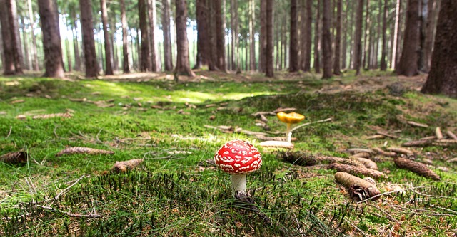 蘑菇 苔藓 森林 - 上的免费照片