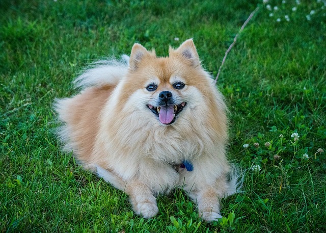 狗 博美犬 可爱的 - 上的免费照片