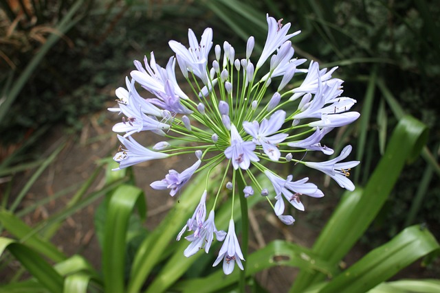 Agapanthus 花 植物群 - 上的免费照片