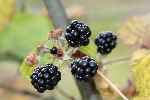 黑莓 浆果 水果 - 上的免费照片