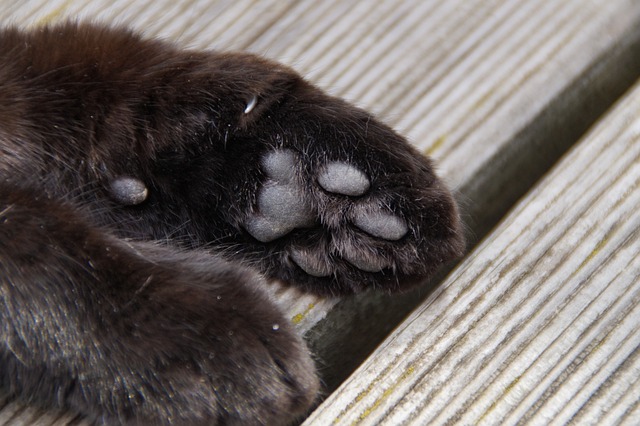 爪子 猫爪 脚 - 上的免费照片