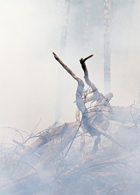 森林火灾 火 燃烧 - 上的免费照片