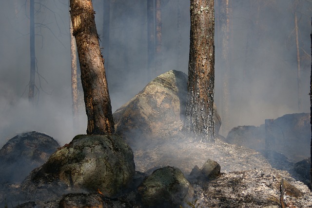 森林火灾 船急流 火 - 上的免费照片