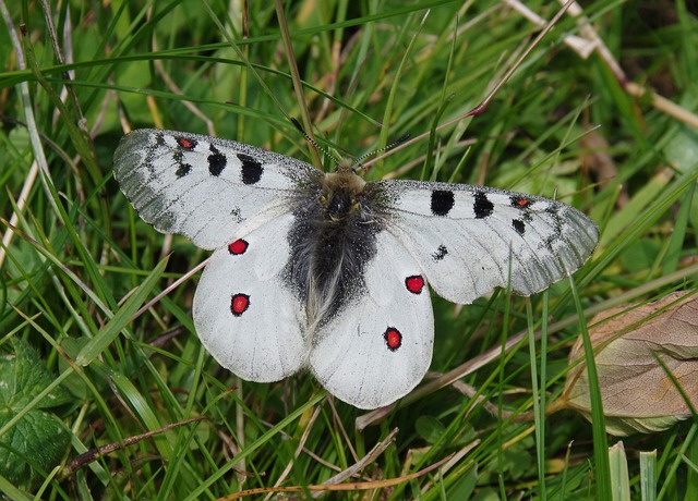 蝴蝶 昆虫 阿波罗 - 上的免费照片