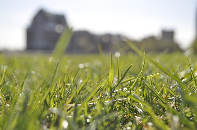 草 自然 春天 - 上的免费照片