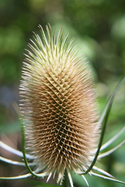 Teasels 续断 带刺的 - 上的免费照片