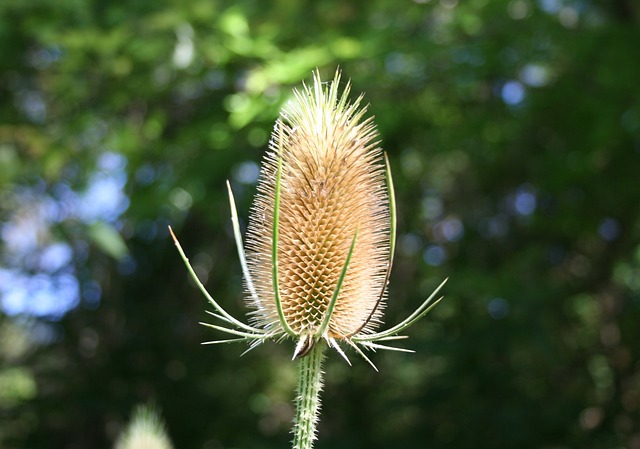 Teasels 续断 带刺的 - 上的免费照片