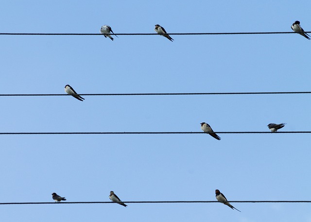 鸟类 燕子 电缆 - 上的免费照片