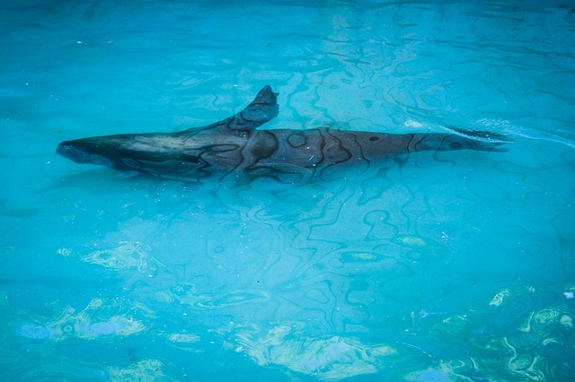 海豹 水族馆 海狗 - 上的免费照片