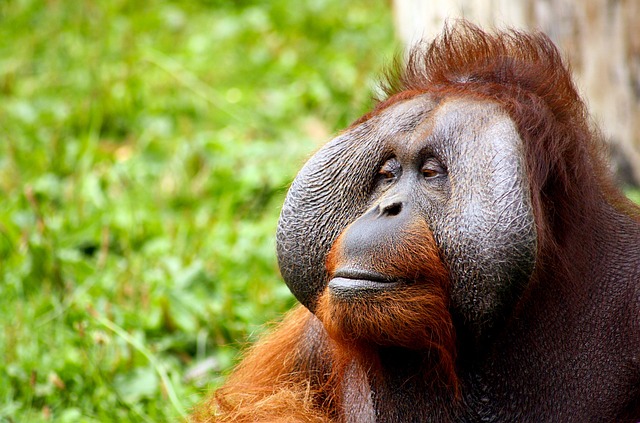 猴 猩猩 动物 - 上的免费照片
