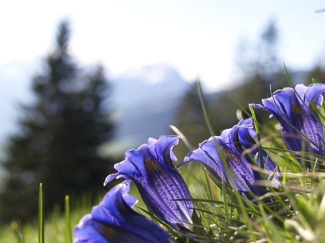 龙胆 蓝色的 阿尔卑斯山 - 上的免费照片
