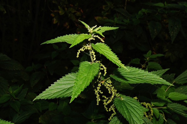 荨麻 树叶 绿色 - 上的免费照片