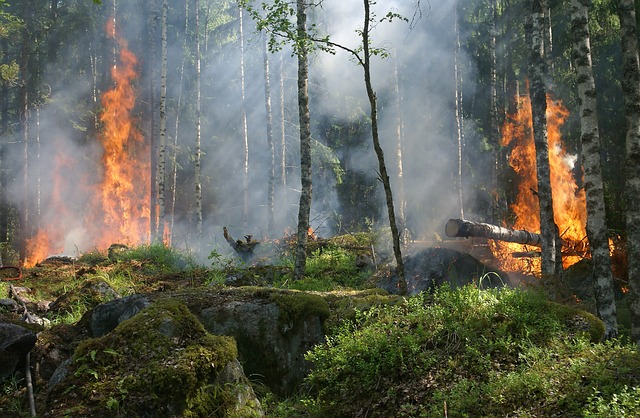 森林火灾 树木 燃烧 - 上的免费照片