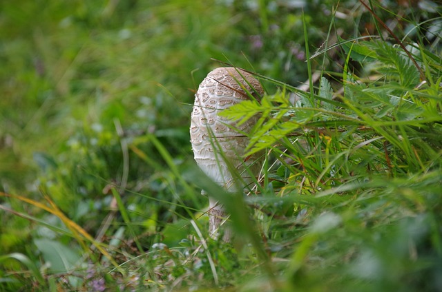 蘑菇 梧桐 雨伞 - 上的免费照片