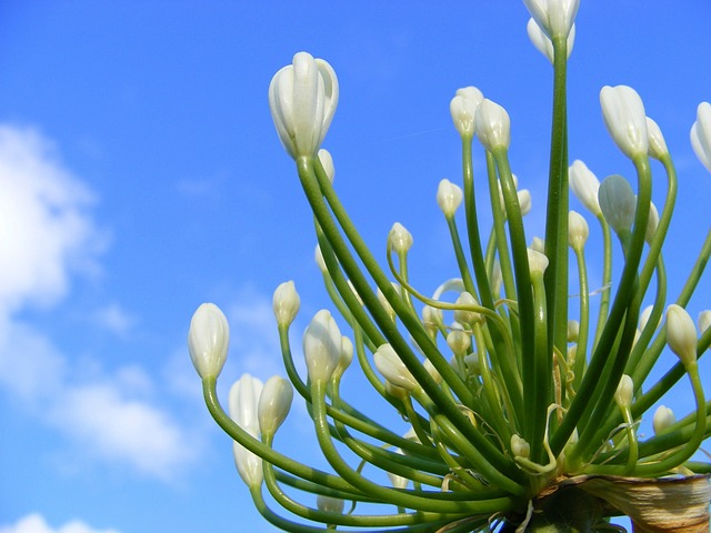 花 Agapanthus 白百子花 - 上的免费照片