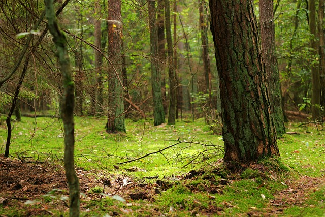森林 魔法森林 苔藓 - 上的免费照片