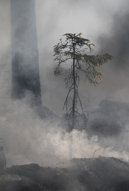 森林火灾 自然保护 自然保护燃烧 - 上的免费照片