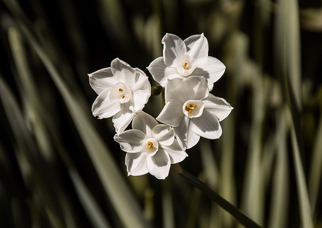 Jonquils 花朵 白色的 - 上的免费照片