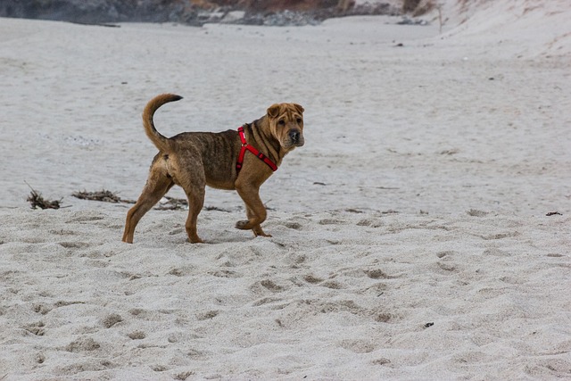 海滩 狗 沙皮犬 - 上的免费照片