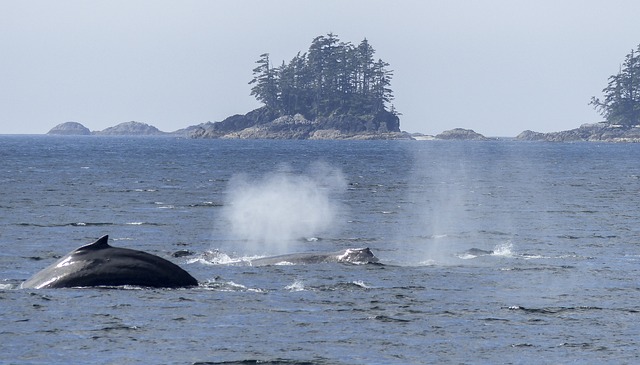 座头鲸 吹 喷洒 - 上的免费照片