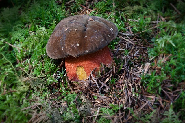 女巫牛肝菌 蘑菇 Schusterpilz - 上的免费照片