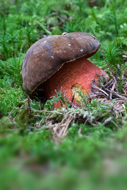 女巫牛肝菌 蘑菇 Schusterpilz - 上的免费照片