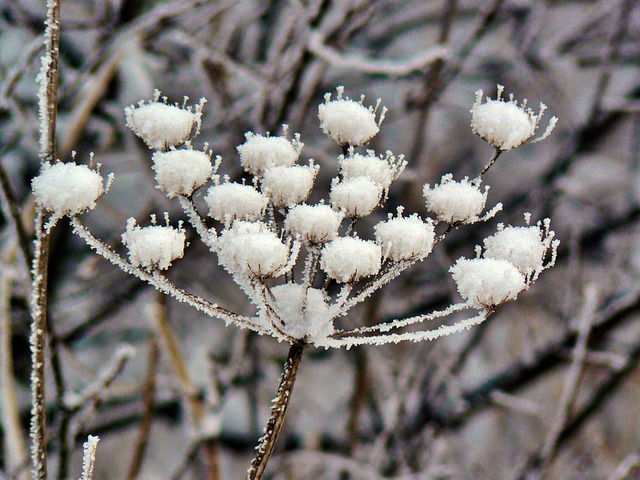 植物 冬天 雪 - 上的免费照片