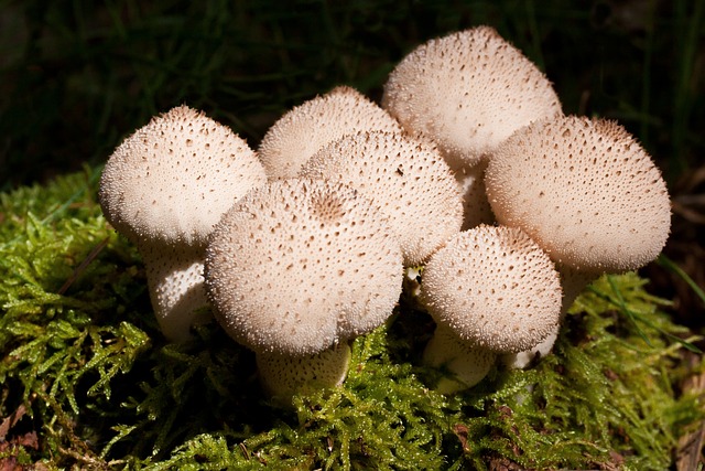 Umbrinum 牛人 蘑菇 - 上的免费照片