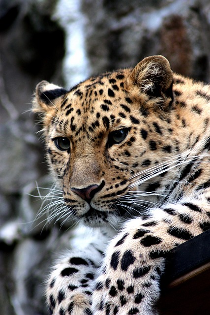 猎豹 猫 猫科动物 - 上的免费照片