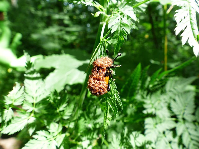 甲虫 螨虫 螨虫侵扰 - 上的免费照片