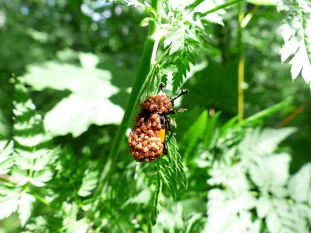 甲虫 螨虫 螨虫侵扰 - 上的免费照片