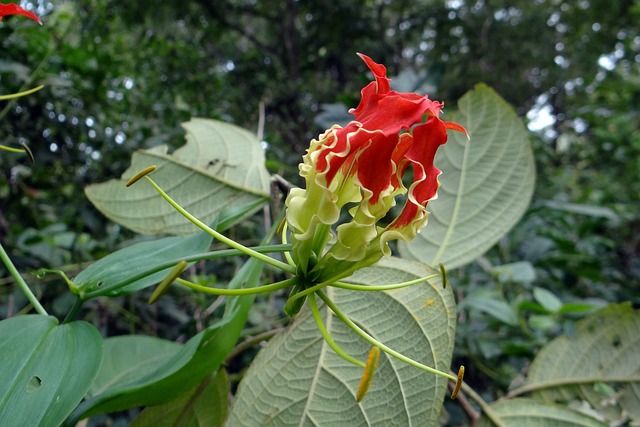 荣耀百合 花 猩红 - 上的免费照片