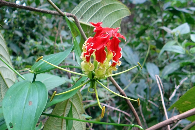 荣耀百合 花 猩红 - 上的免费照片