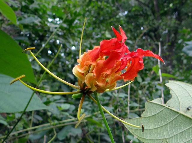 荣耀百合 花 猩红 - 上的免费照片