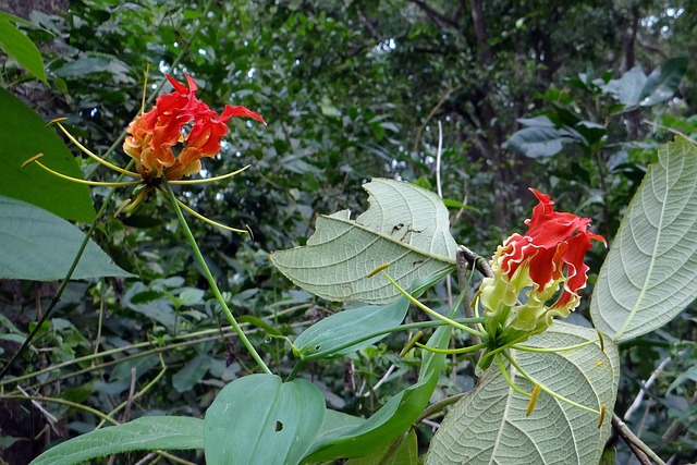 荣耀百合 花 猩红 - 上的免费照片