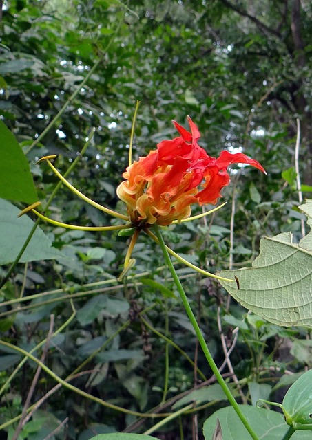 荣耀百合 花 猩红 - 上的免费照片