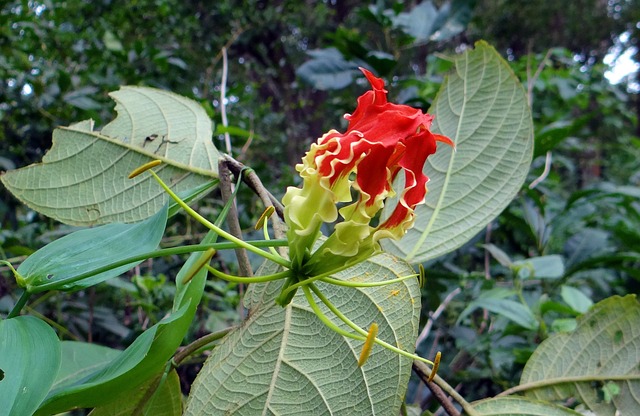 荣耀百合 花 猩红 - 上的免费照片