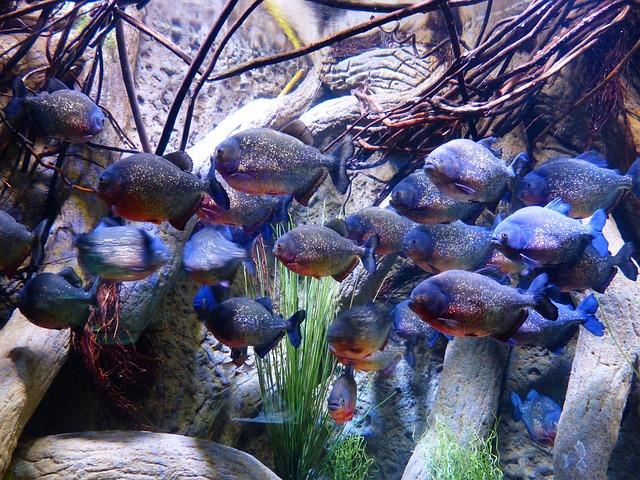 食人鱼 鱼 水族馆 - 上的免费照片