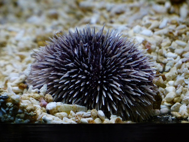 海胆 紫海胆 颗粒球虫 - 上的免费照片
