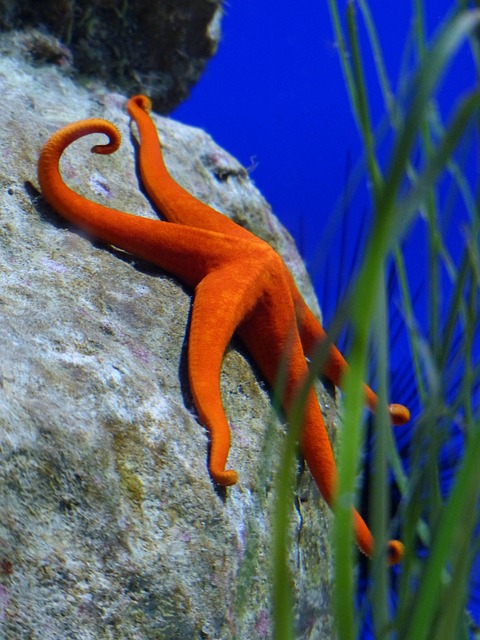 海星 红色的 水族馆 - 上的免费照片