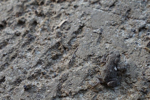 青蛙 伪装 隐形青蛙 - 上的免费照片