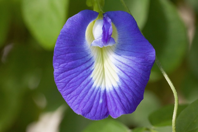 蓝色 Klitorie 开花 Clitoria Ternatea - 上的免费照片